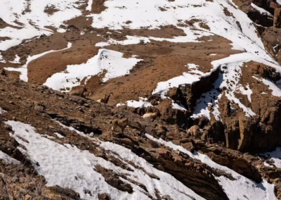 Ibex on Himalayan Rugged Terrain