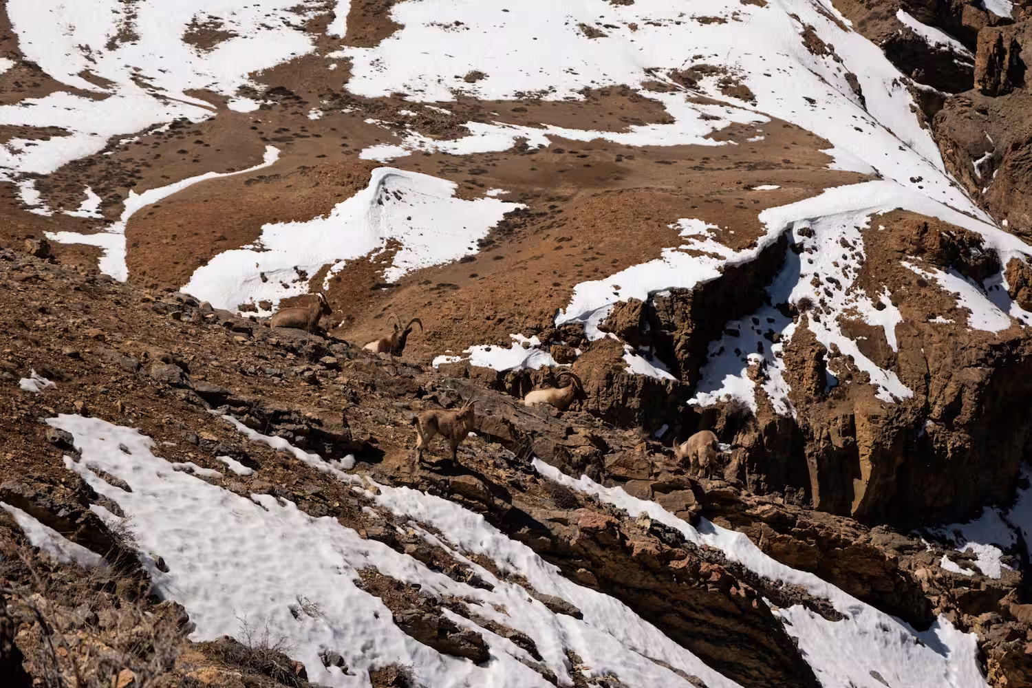 Ibex on Himalayan Rugged Terrain