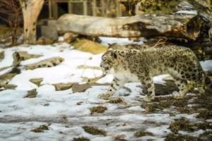 Snow Leopard Population India
