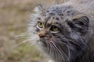 Pallas's cat Pallas's cat
