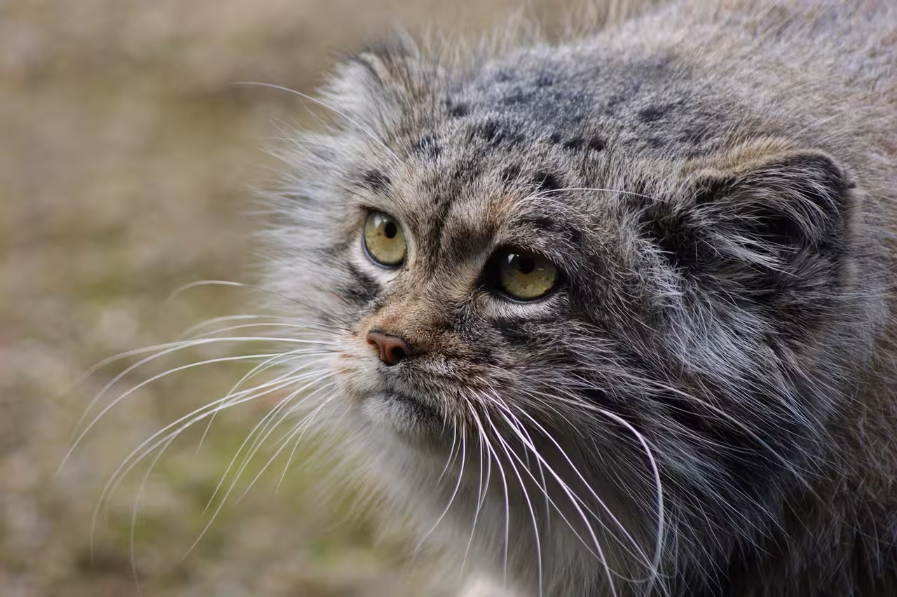 Pallas's cat