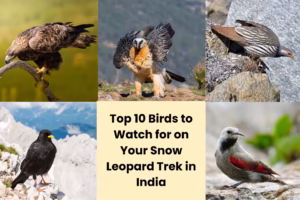 Top 10 Birds to Watch Top 10 Birds to Watch