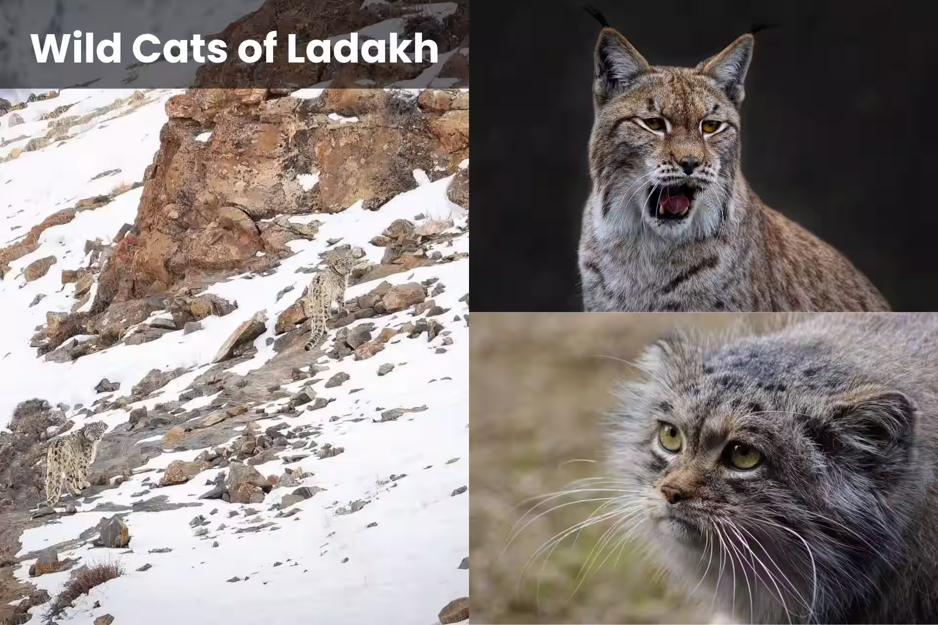 Wild Cats of Ladakh