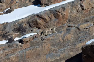 Snow Leopards So Hard to Spot Snow Leopards So Hard to Spot