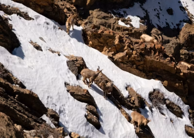 Himalayan Ibex in ulley