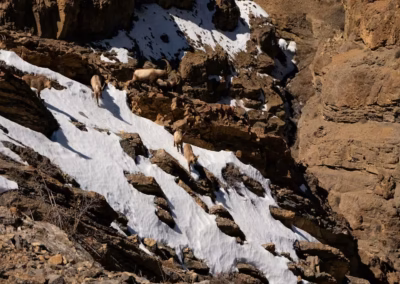 Himalayan Ibex