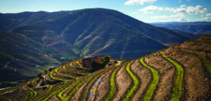 Symington Family Estates - À procura dos talentos mais brilhantes.