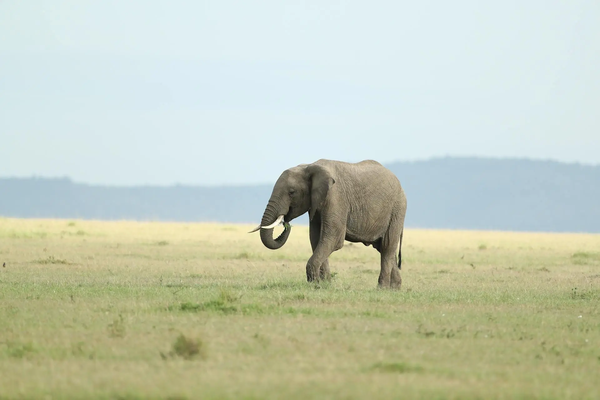 zebra-in-amboseli-backdrop-kilimanjaro