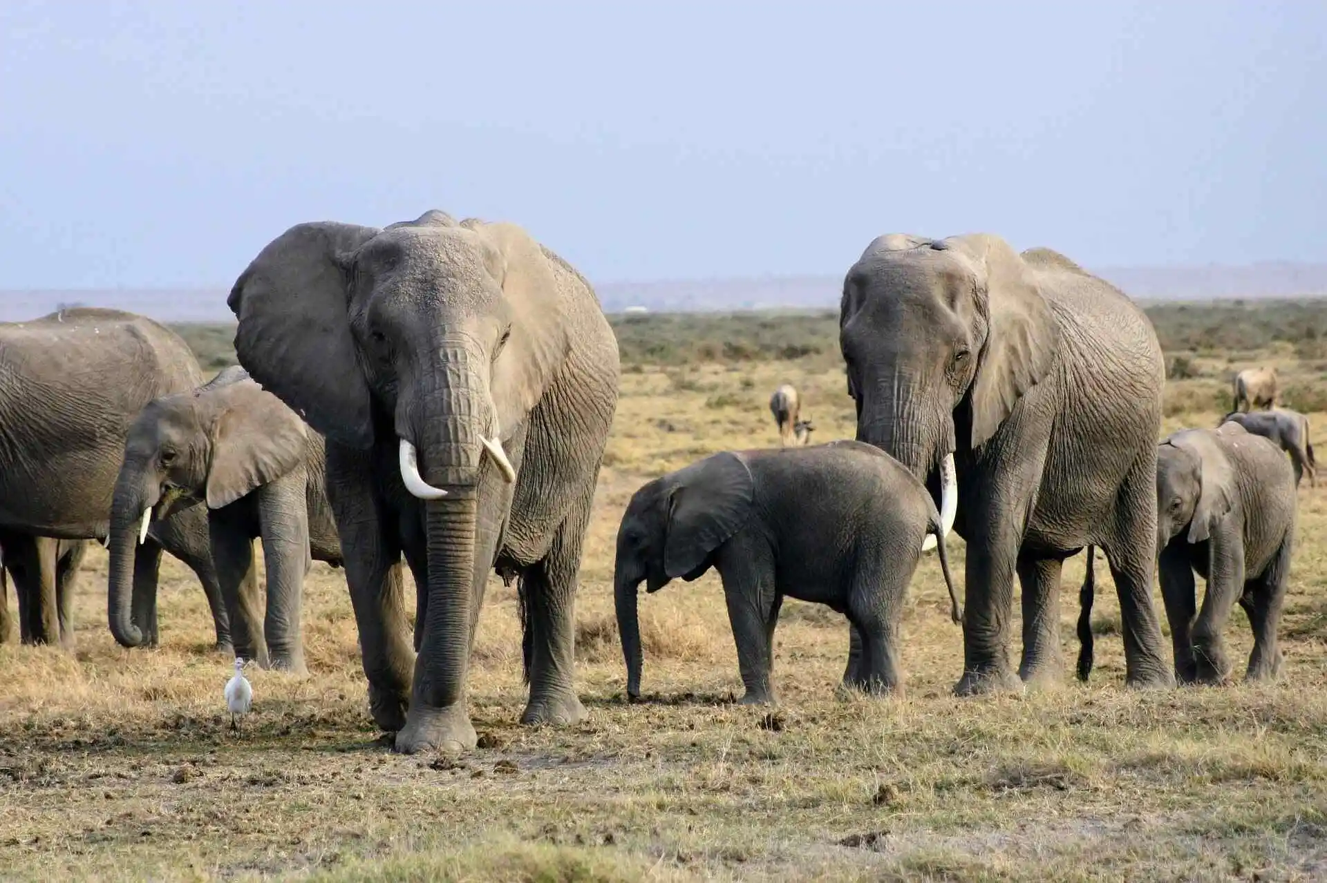 muddy-march-of-elephant-masai-mara