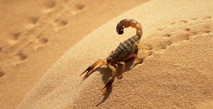 Que Animales Existen En El Desierto Actualizado Agosto 2022