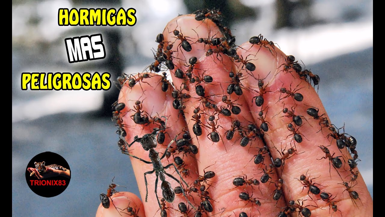¿Cuáles son las hormigas más peligrosas? Actualizado octubre 2022