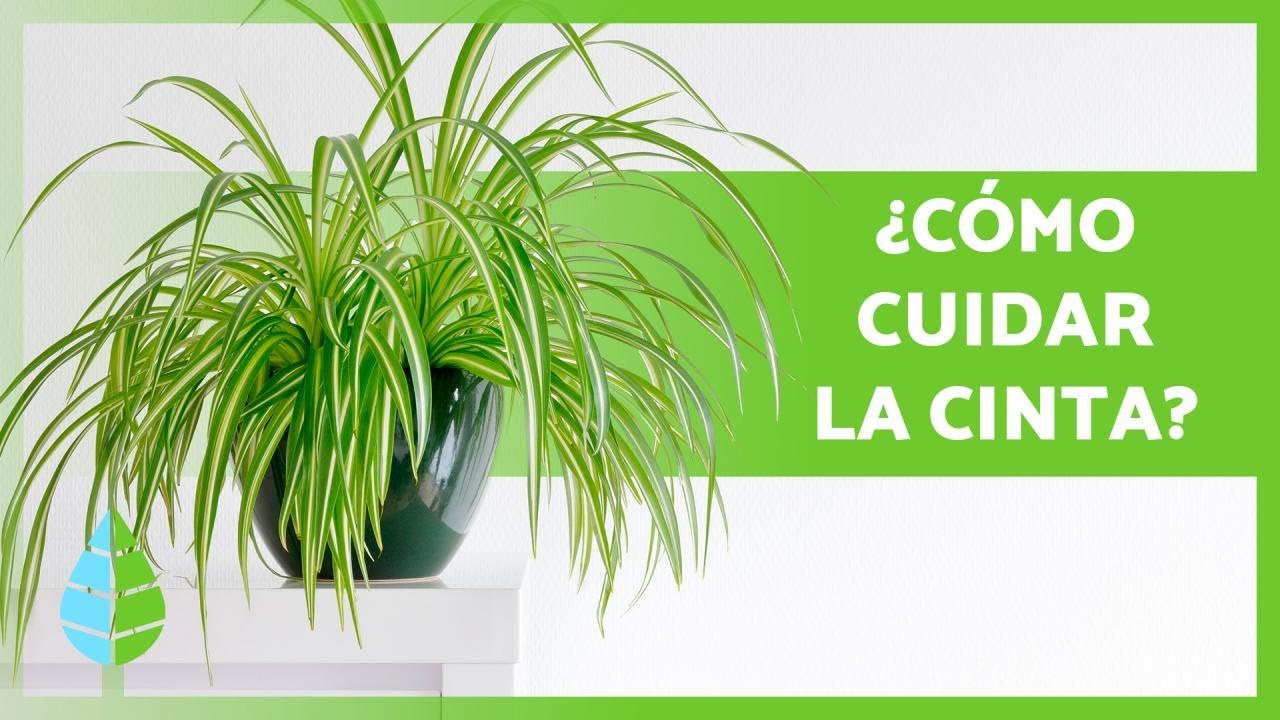 ¿Qué significa el lazo de amor? Actualizado noviembre 2022