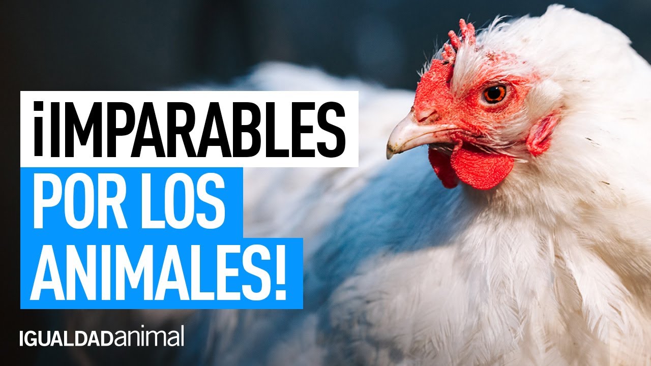 ¿Qué podemos hacer para mejorar las condiciones de los animales en las granjas industriales ¿Qué podemos hacer para mejorar las condiciones de los animales en las granjas industriales