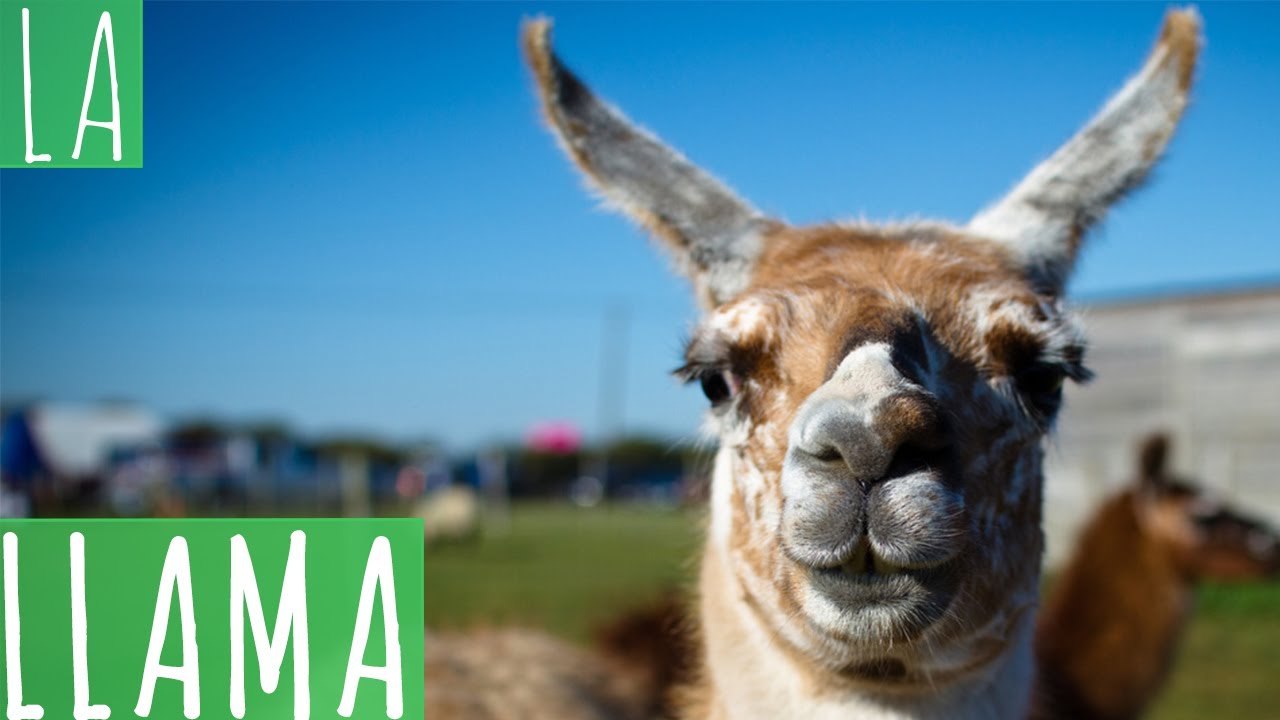 ¿Cuál es el animal que escupe? Actualizado octubre 2022 ¿Cuál es el animal que escupe? Actualizado octubre 2022