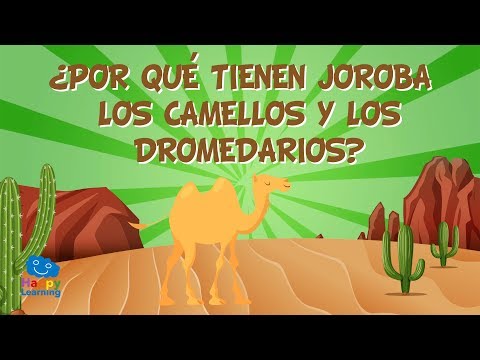 Hogar y adaptaciones del camello: una mirada fascinante a su hábitat y características físicas