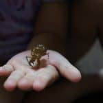 picaduras-de-bichos