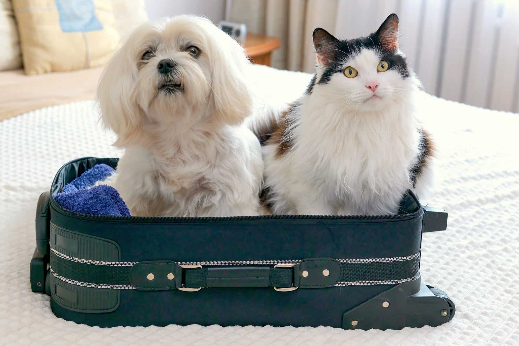 Vacaciones con animales y niños