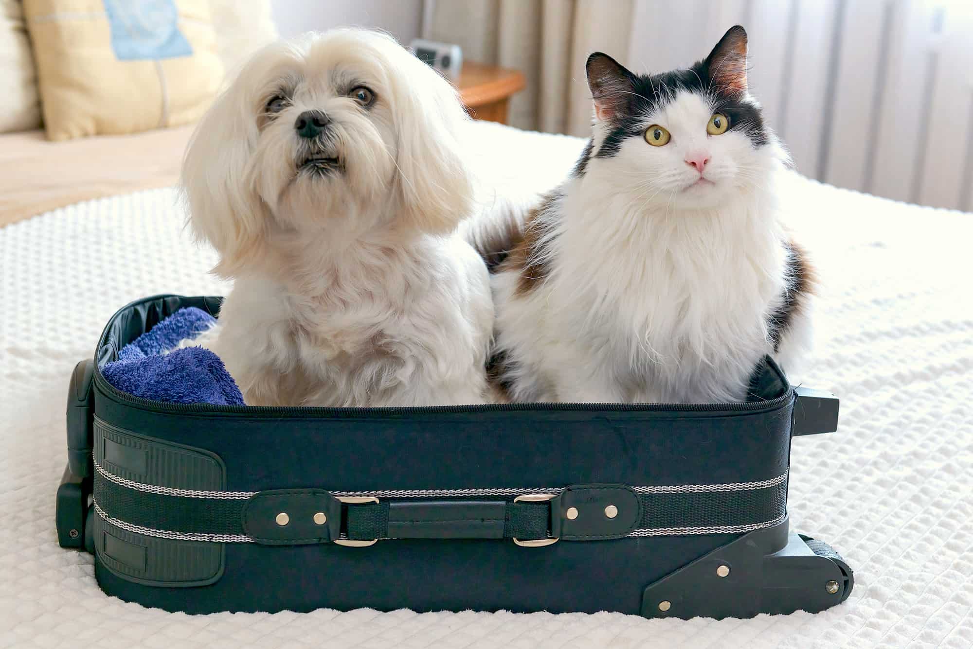 Vacaciones, perros, gatos y niños, image size:2000x1335