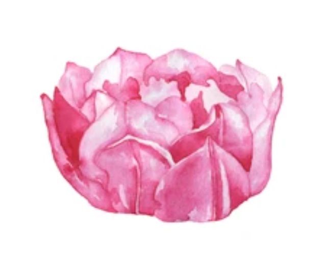 Rose Dessin Comment Reussir A Bien Dessiner Une Rose