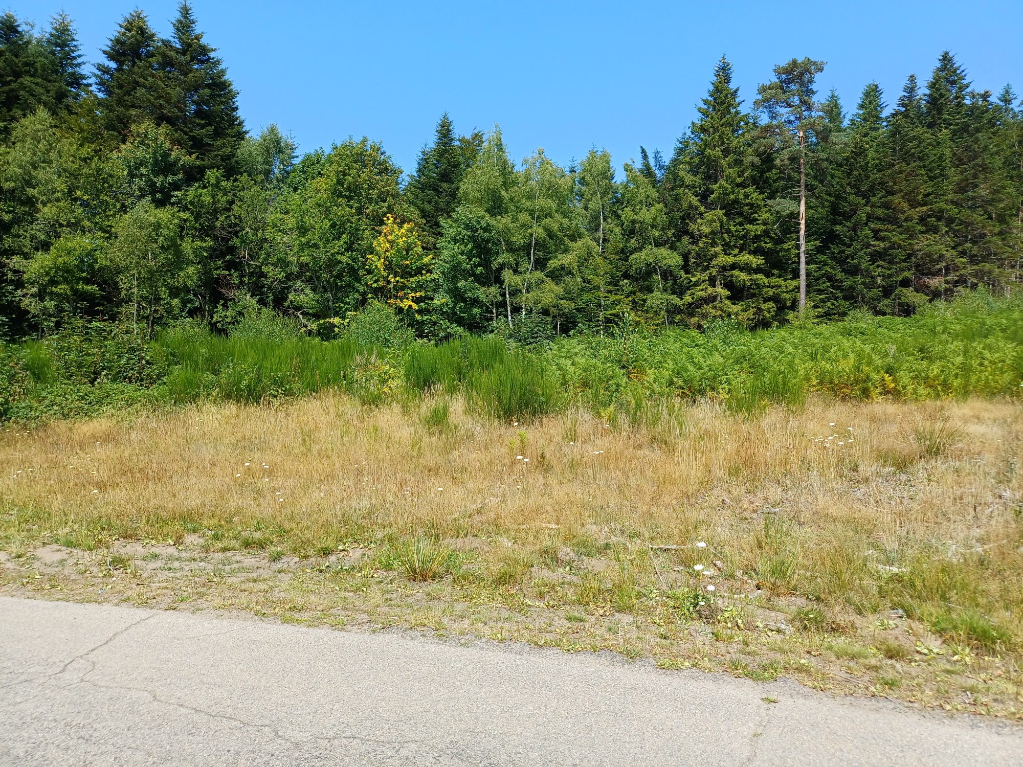 Terrain - 6174 m² - Le Chambon-sur-Lignon (43400)
