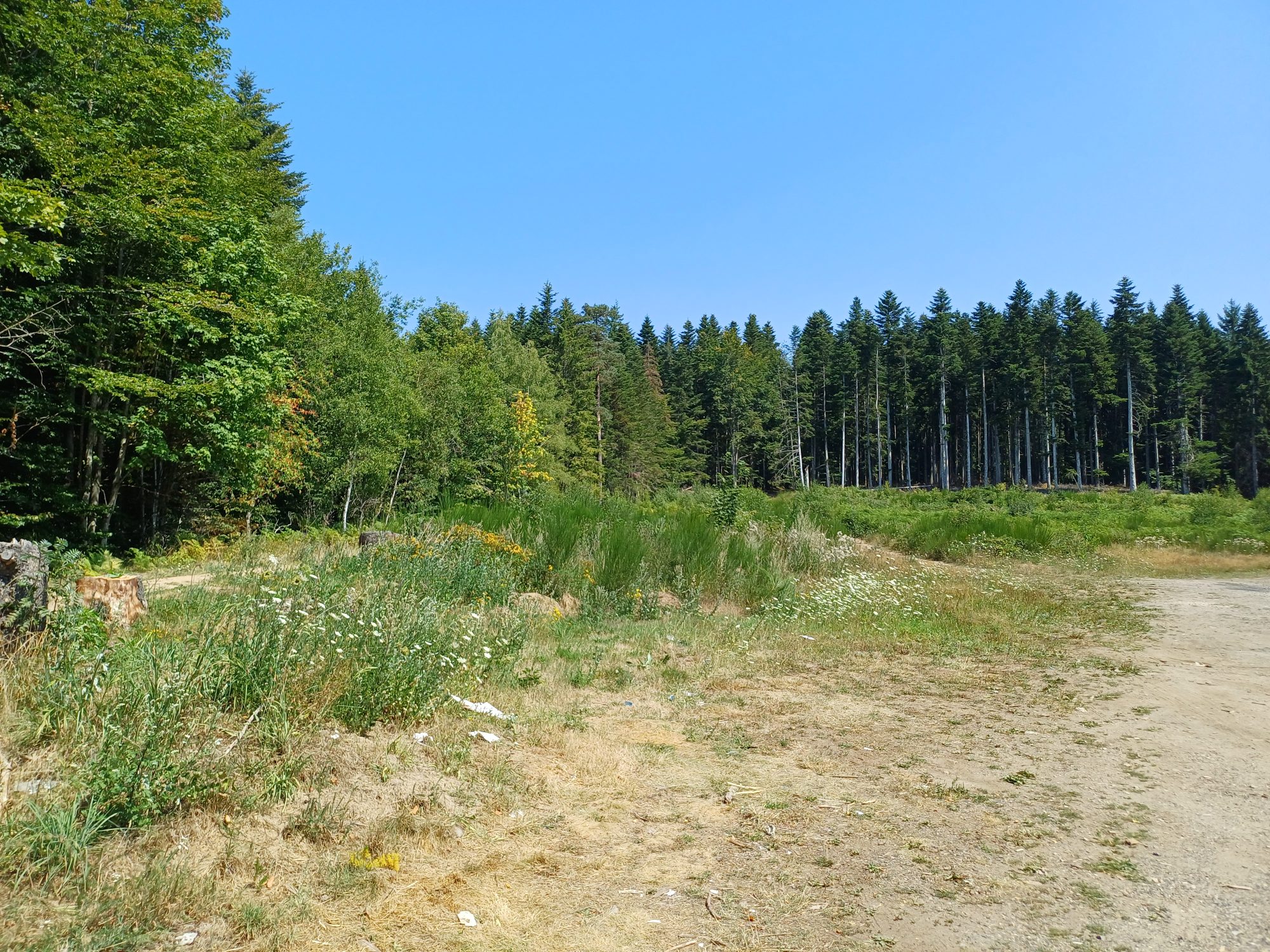 Terrain - 1118 m² - Le Chambon-sur-Lignon (43400)