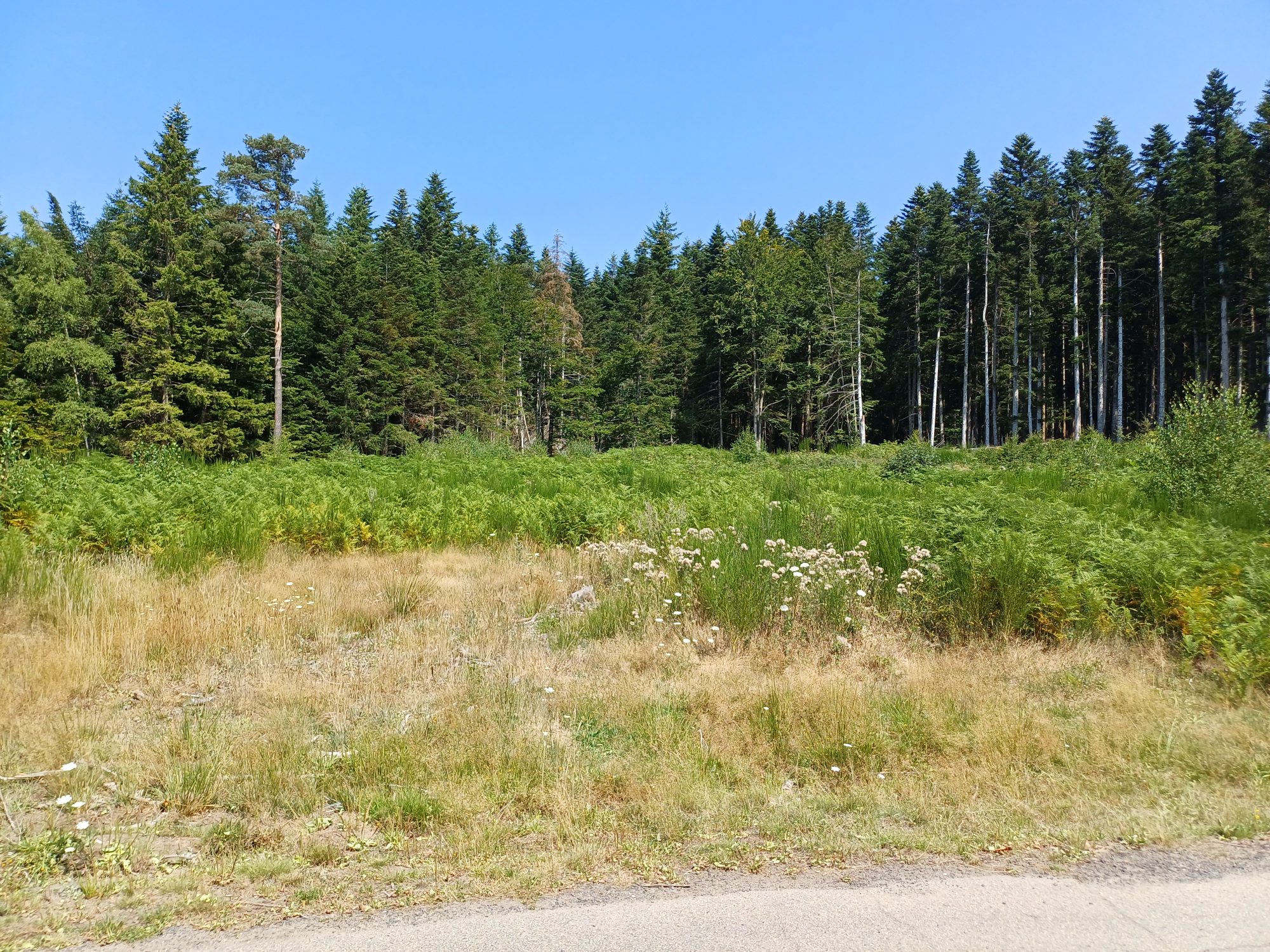 Terrain - 4328 m² - Le Chambon-sur-Lignon (43400)