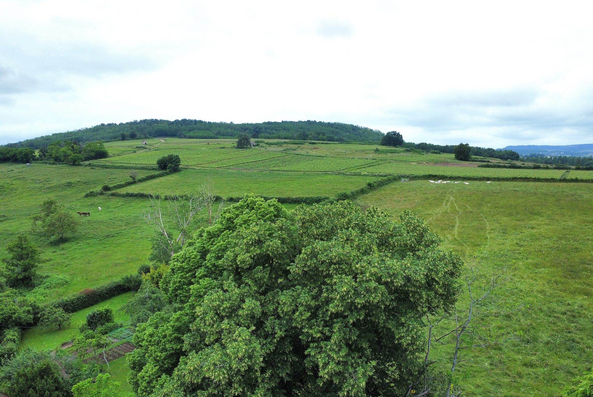 Proche de Buxy : maison de caractère avec parc. Buxy 71390