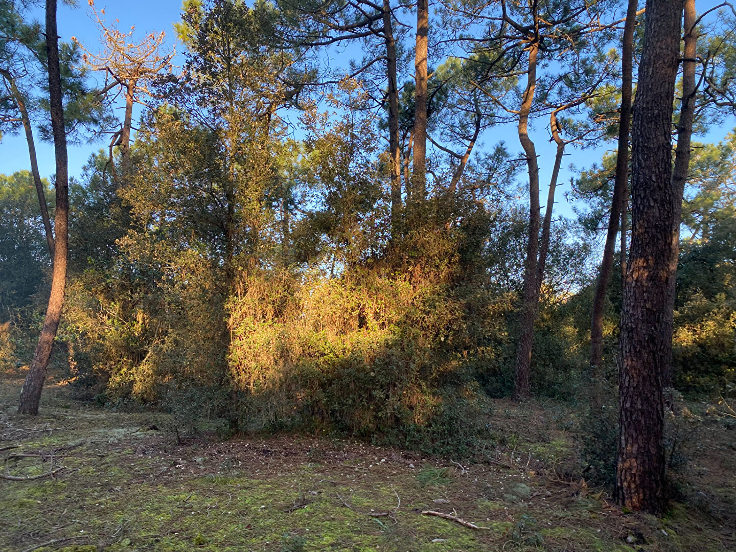 Terrain 1 100m² Saint Hilaire De Riez SAINT HILAIRE DE RIEZ 85270