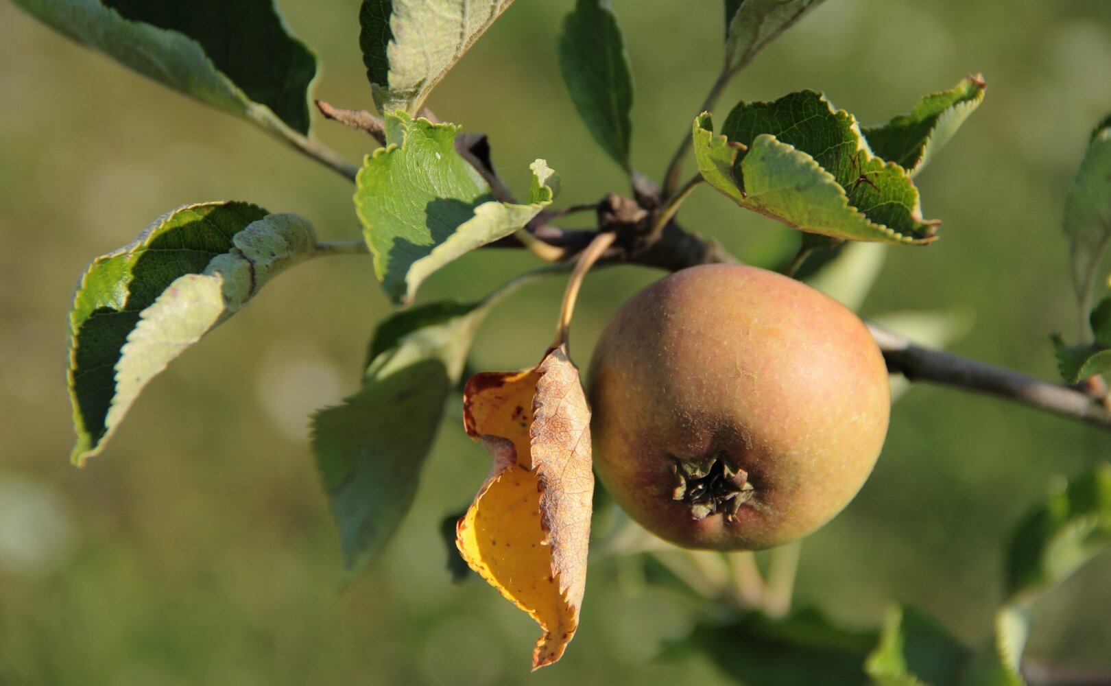 Pomme sur son arbre