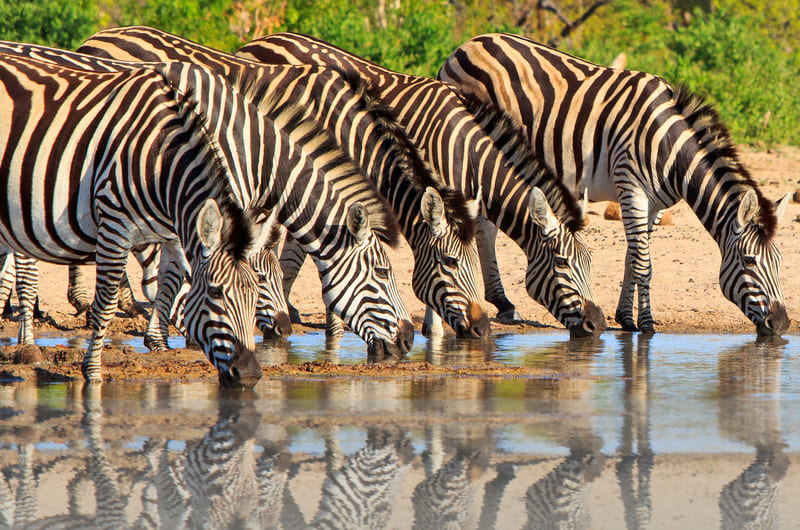 Hwange National Park