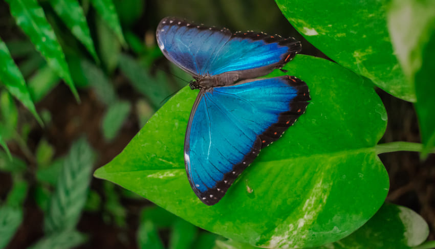 Blue Morpho Butterflies