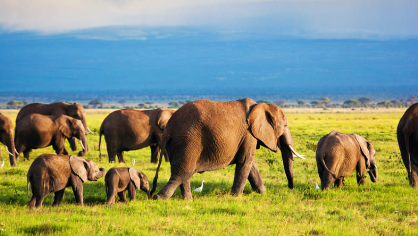 Amboseli National Park