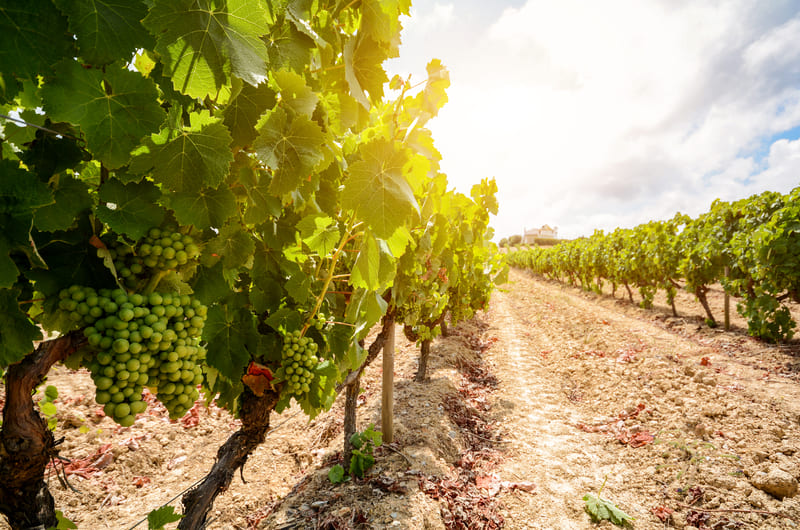 Alentejo Wine Region