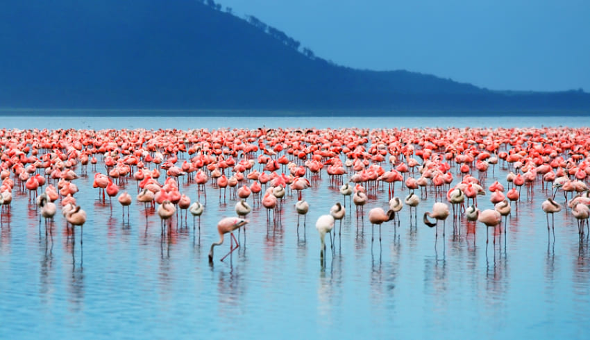 Lake Nakuru