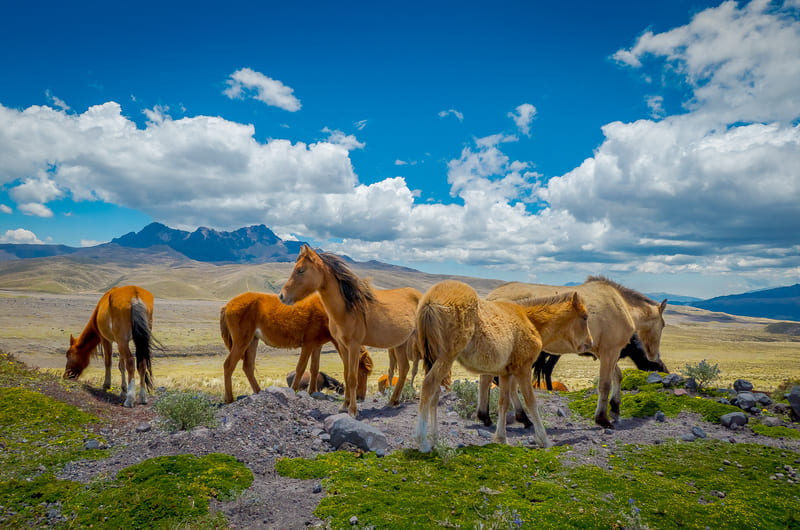 Wild Horses in the Cotopaxi National Park