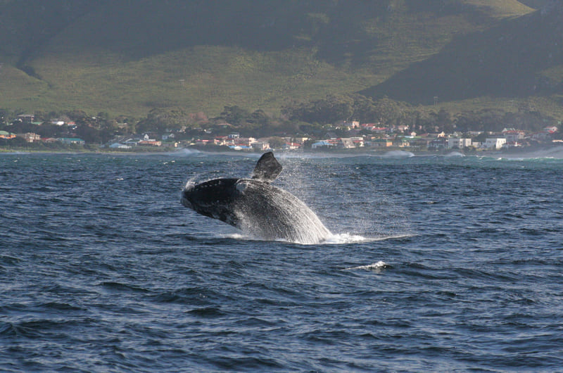 Hermanus