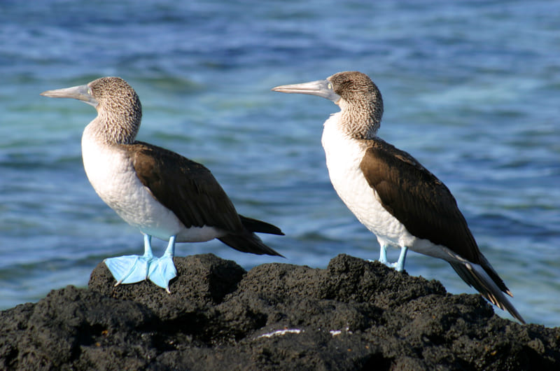Blue Footed Boobies