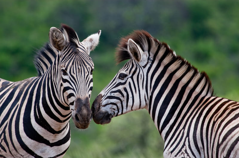 Hluhluwe-Imfolozi Game Reserve