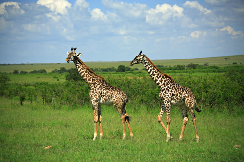 Maasai Mara National Reserve Kenya