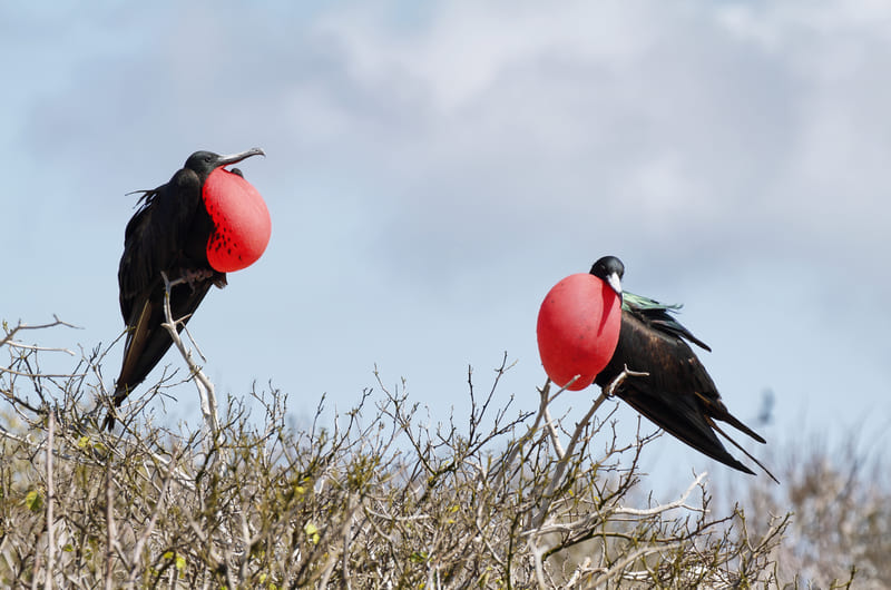 Frigate Bird Genovesa Island