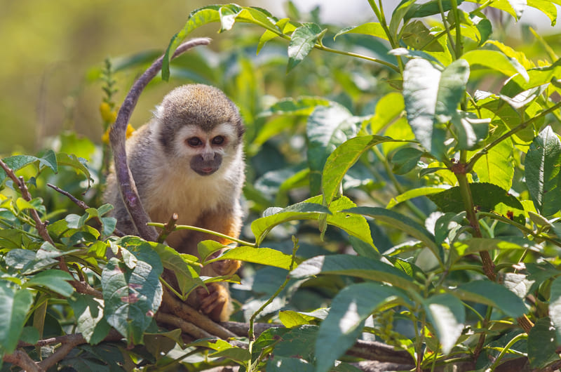 Yasuni National Park