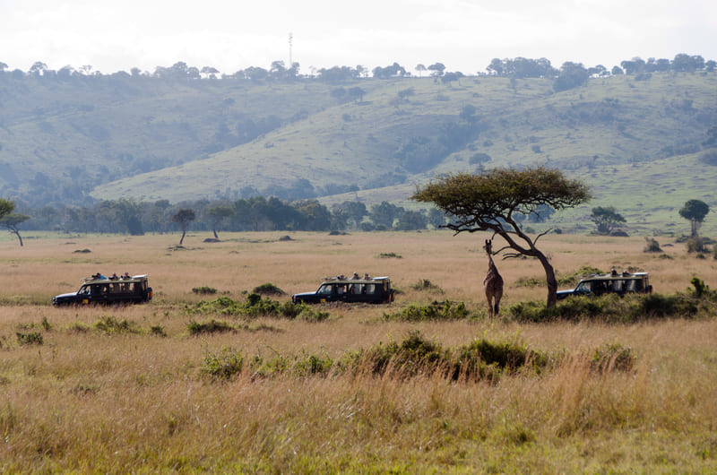Safari in Maasai Mara