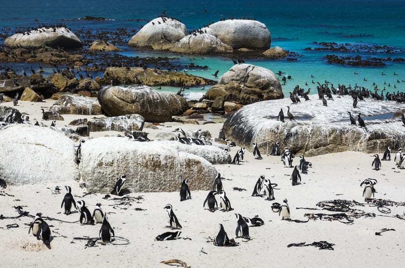African Penguins at Boulders Beach -  Cape Town
