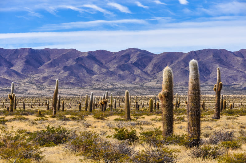 Los Cardones National Park