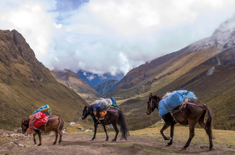 Horses on Salcantay Trail