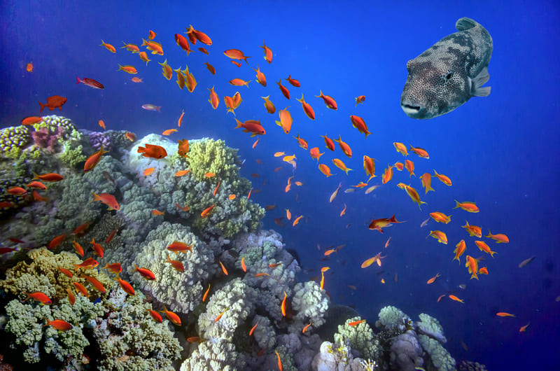 Coral Reef Sharm El Sheikh