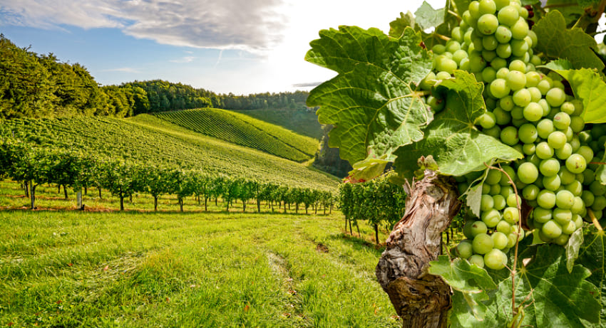 Médoc Vineyards - Bordeaux