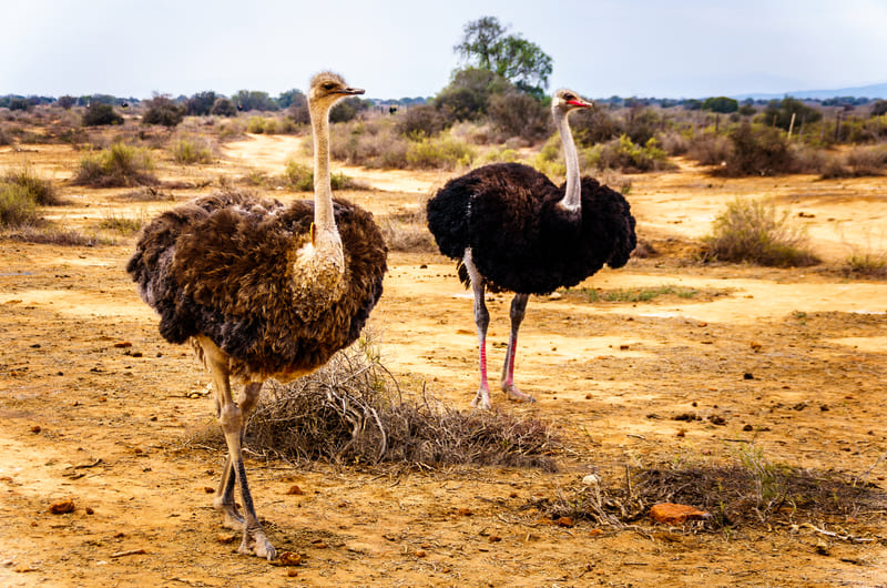 Ostrich Farm - Oudtshoorn