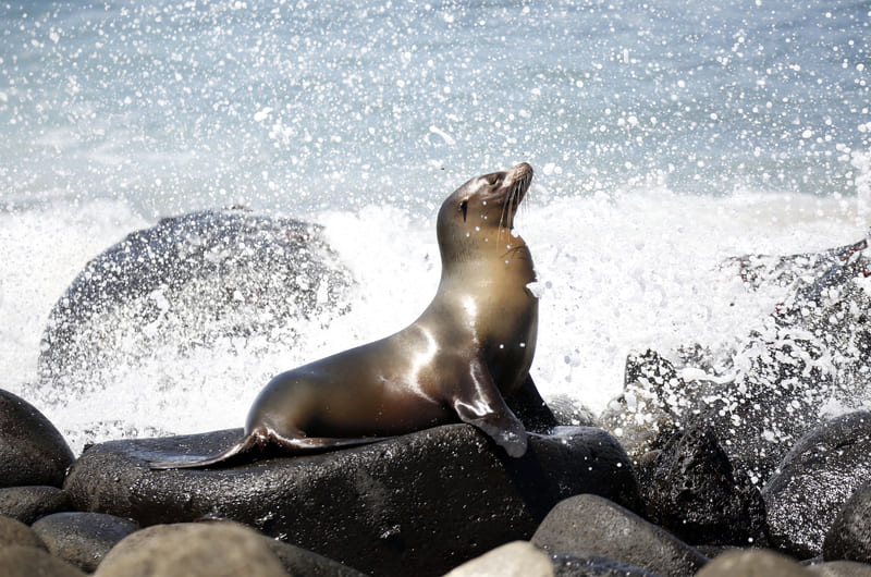 Galapagos Sea Lion