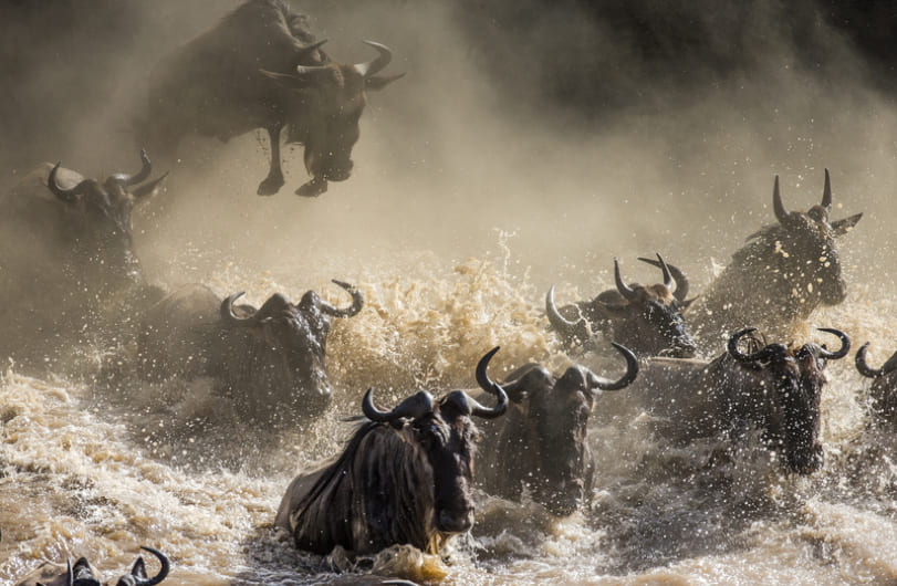 Great Wildebeest Migration